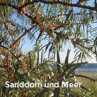 Sanddorn und Meer, Haffkrug