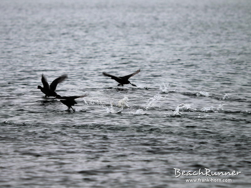 15.01.2014, Auf der Flucht, Niendorf, Kunterbunt