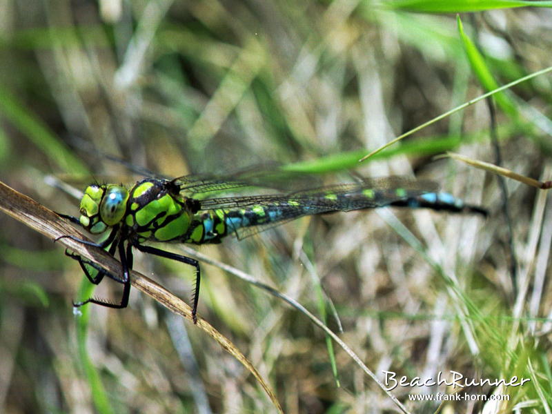 Bl-gr. Mosaikjungfer, Libellen