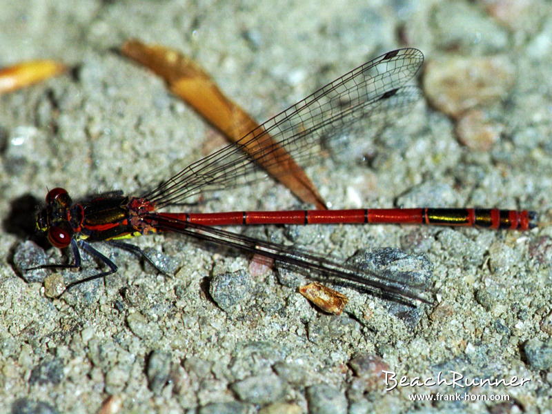 Frühe Adonislibelle, Libellen