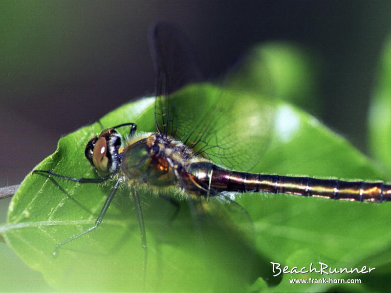 Libelle, Libellen