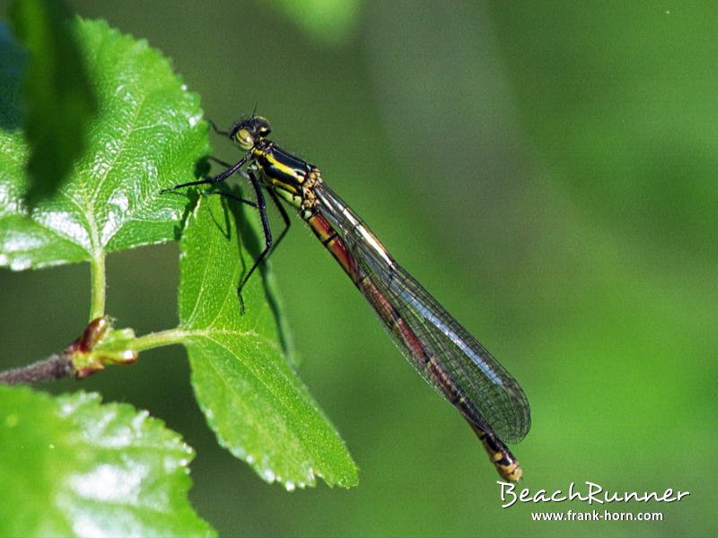 Frühe Adonislibelle, Libellen