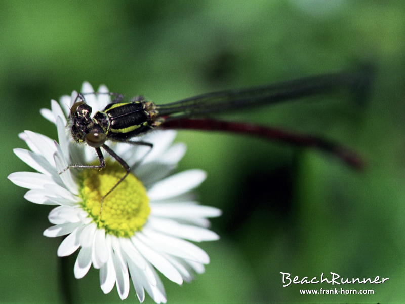 Frühe Adonislibelle, Libellen