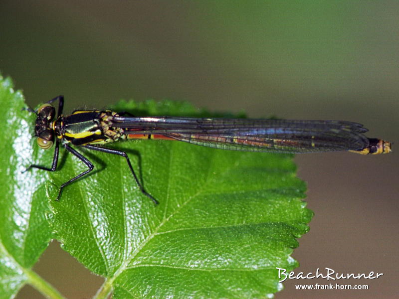 Frühe Adonislibelle, Libellen