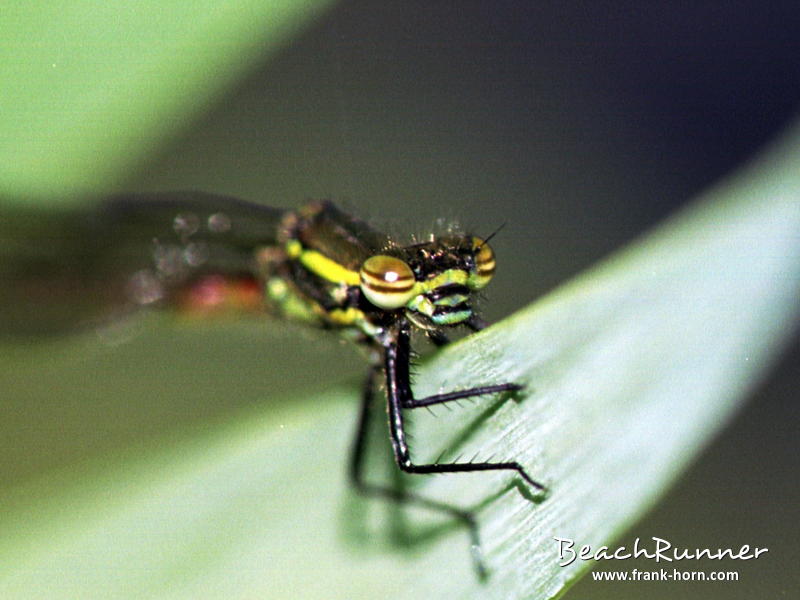 Frühe Adonislibelle, Libellen