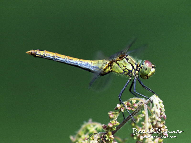Libelle, Libellen