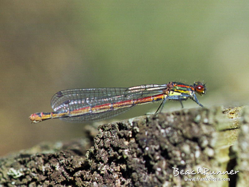 Frühe Adonislibelle, Libellen