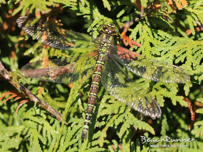 Bl-gr. Mosaikjungfer, Libellen