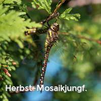 Herbst-Mosaikjungf., Libellen