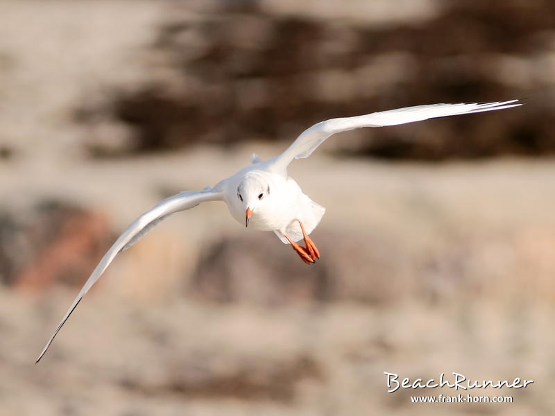 Im Flug, Möwen