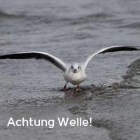 Achtung Welle!, Möwen