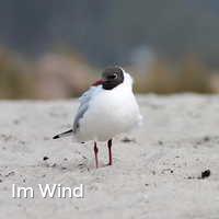 Im Wind, Möwen