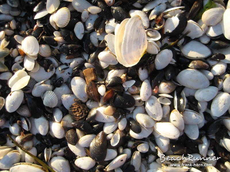 Muschelmix, Muscheln