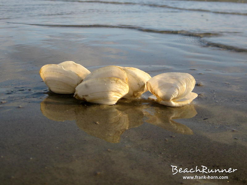 Muschelfamilie, Muscheln