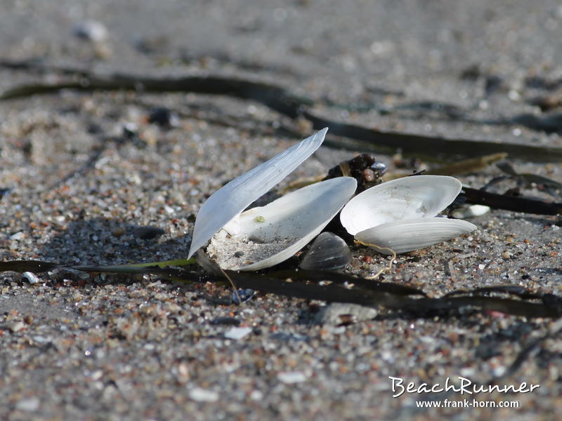 Pärchen, Muscheln