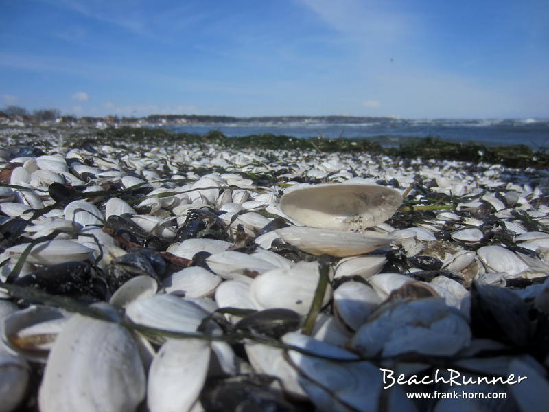 Muschelstrand, Muscheln