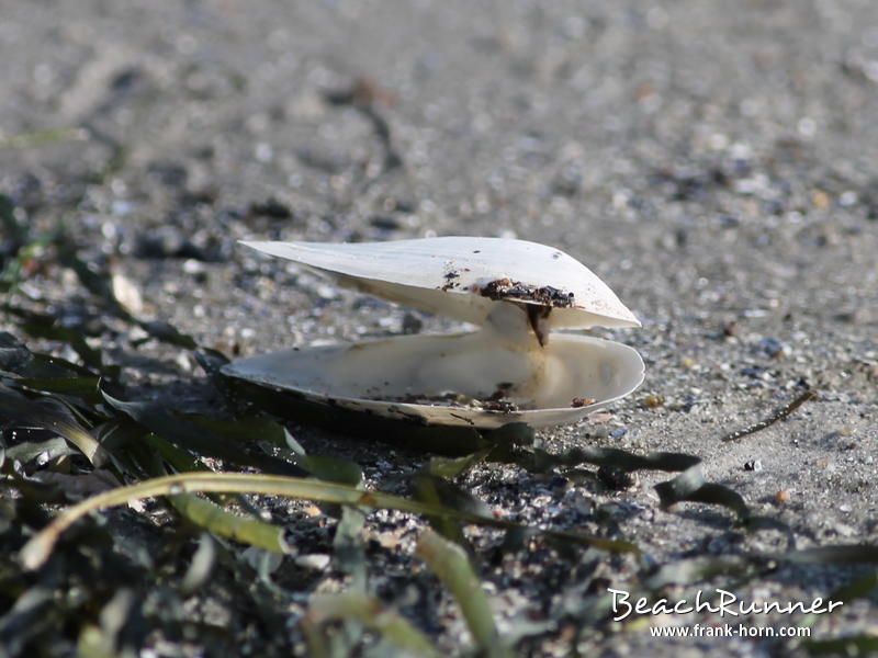 Sandklaffmuschel, Muscheln