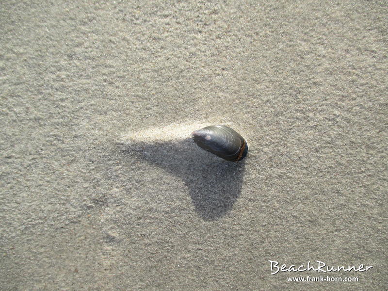 Muschel im Wind, Muscheln