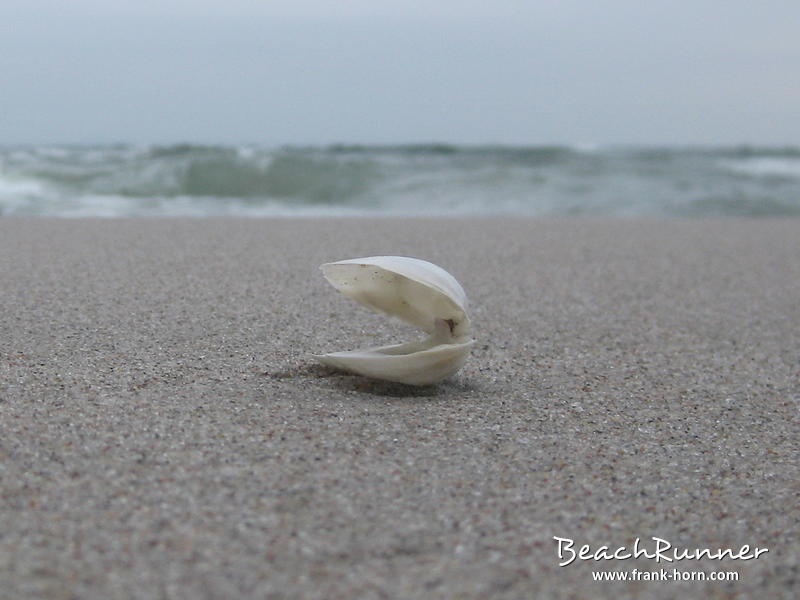 Auf der Ebene, Muscheln