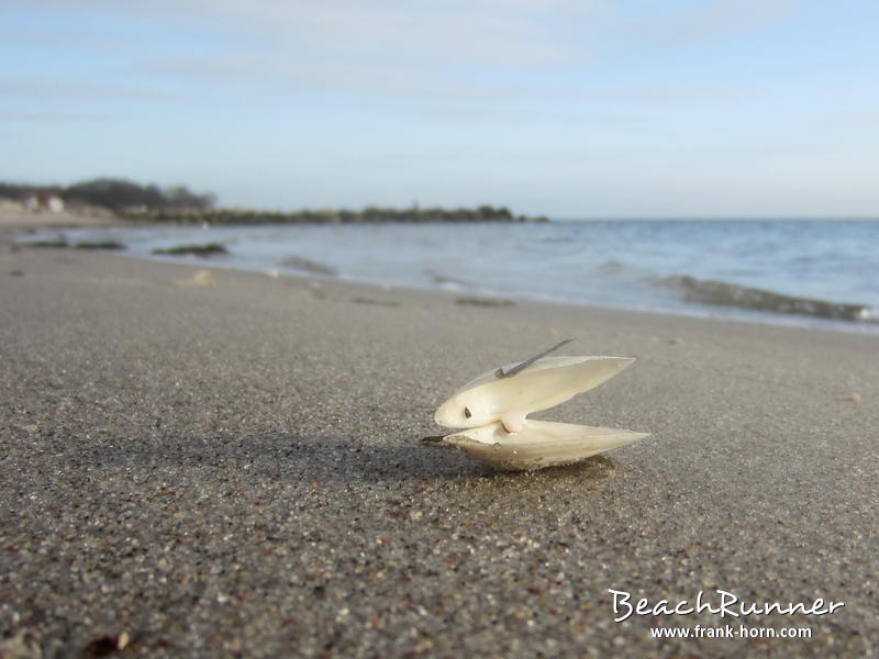 Gestranded, Muscheln