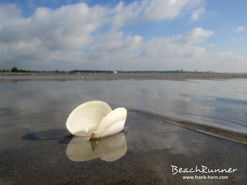 Sandklaffmuschel, Muscheln