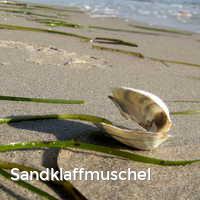 Sandklaffmuschel, Muscheln