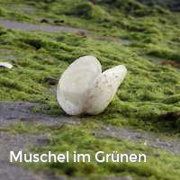 Muschel im Grünen, Muscheln