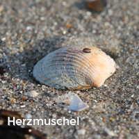 Herzmuschel, Muscheln