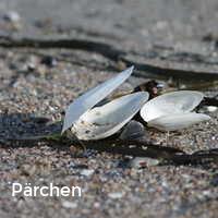 Pärchen, Muscheln