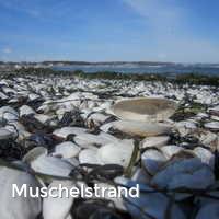 Muschelstrand, Muscheln