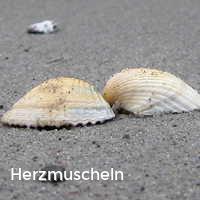 Herzmuscheln, Muscheln