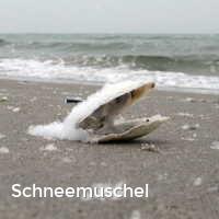 Schneemuschel, Muscheln