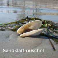 Sandklaffmuschel, Muscheln