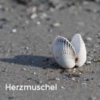 Herzmuschel, Muscheln