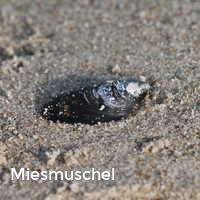 Miesmuschel, Muscheln