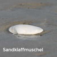Sandklaffmuschel, Muscheln