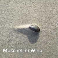 Muschel im Wind, Muscheln