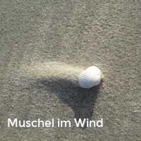 Muschel im Wind, Muscheln