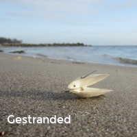 Gestranded, Muscheln