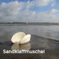 Sandklaffmuschel, Muscheln