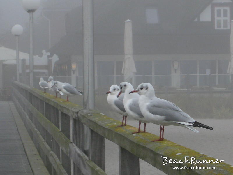 Möwen, Nebel an der Ostsee