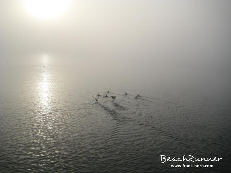 Der Sonne entgegen, Nebel an der Ostsee