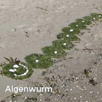 Algenwurm, Strand im Sommer
