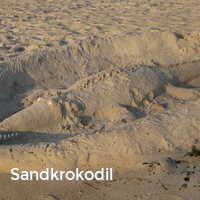 Sandkrokodil, Strand im Sommer