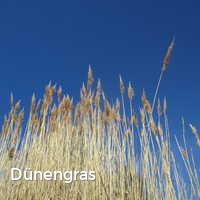 Dünengras, Strand im Sommer