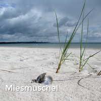 Miesmuschel, Scharbeutz