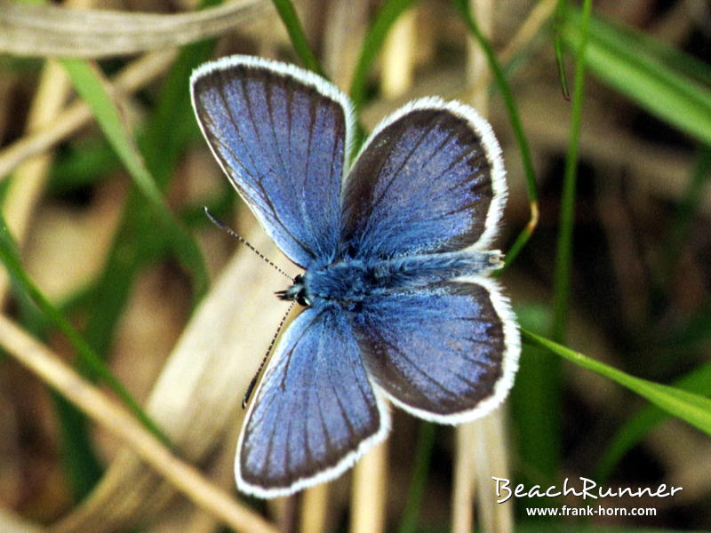 Bläuling, Schmetterlinge