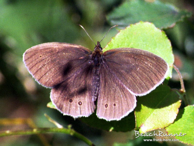 Brauner Waldvogel, Schmetterlinge