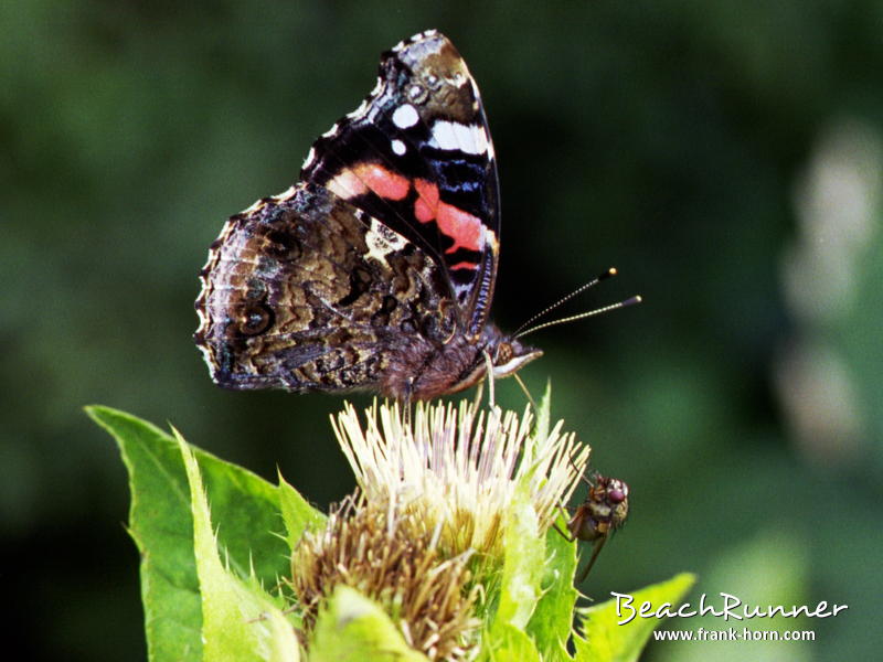 Admiral, Schmetterlinge