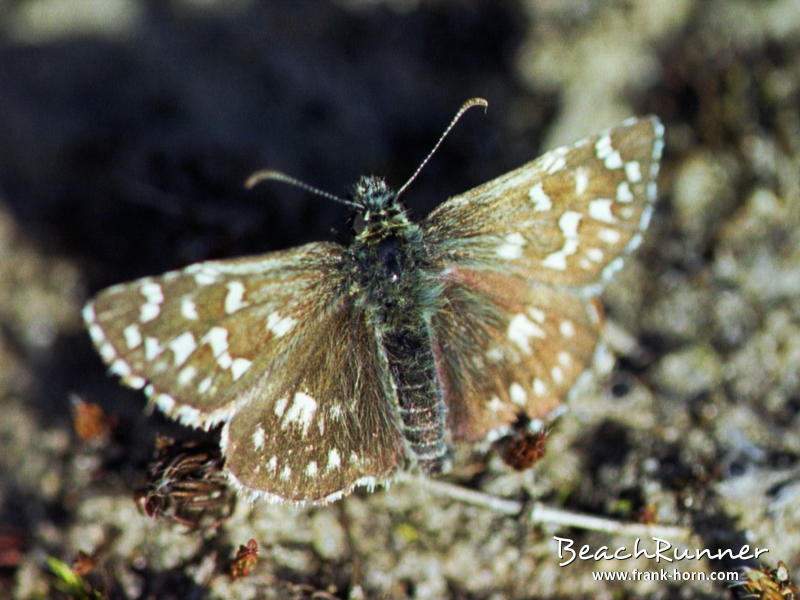 Kl. Würfeldickkopff., Schmetterlinge